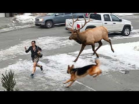 60 Hero Animals That Saved Human Lives!
