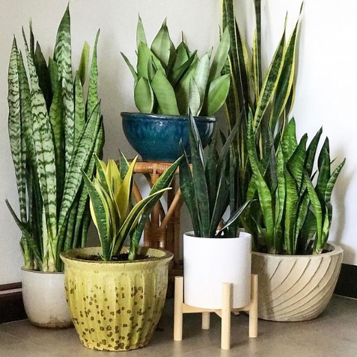 20  cây trồng trong nhà không cần ánh sáng, tốt cho sức khỏe