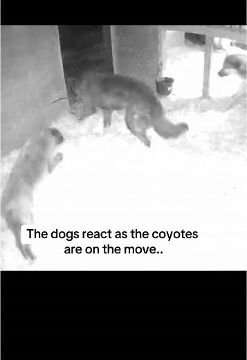Anatolian Shepherds Guard Against Coyotes in the Field