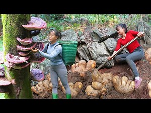 REWIND TIMELAPSE --730 Days Harvest Many Wild Tuber, Ganoderma Mushroom,.../Phương's Story