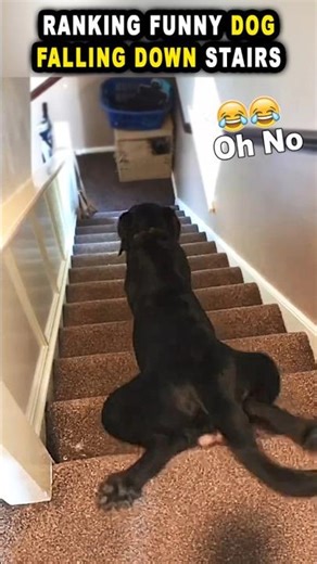 Funny dog falling down stairs! 🐶🐶 #funnyvideos #dog #pet #fyp #dogs #funnydog
