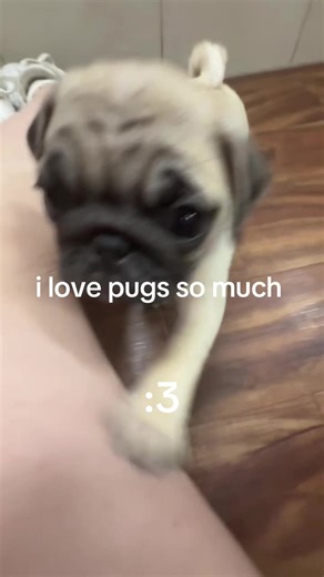 she kept trying to sniff my 🐱 tho #pug