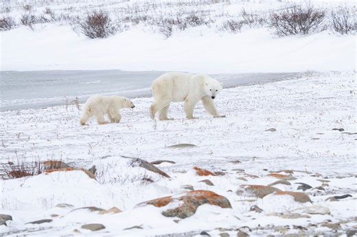 Bear-dar: New line of defence for humans and polar bears in the North