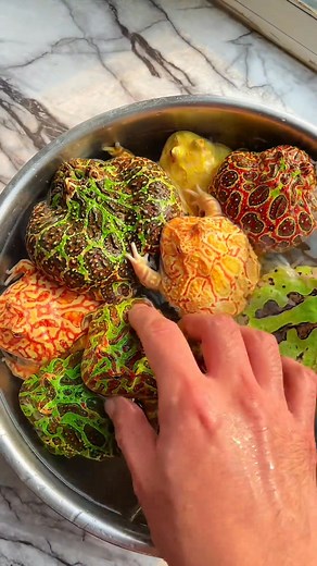 3.3K views · 42 reactions |  A rainbow of grumpy faces!  When your Pacman Frog collection looks more like a colorful bowl of hotpot ingredients... but they're just getting a quality soak! 藍 Loving these vibrant frog morphs!  Battletoad Bob ❤️ The Amphibian Alliance | Battletoad Bob | Facebook