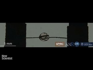 Artificial spider silk behaves like a solid and a liquid