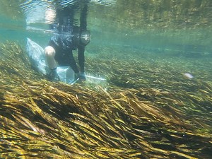 16K views · 251 reactions | #MySprings #WorkForOurWater Not all work takes place on dry land. Here's a look at staff collecting submerged aquatic vegetation from the Weeki Wachee River in Hernando County for research. | Southwest Florida Water Management District | Facebook
