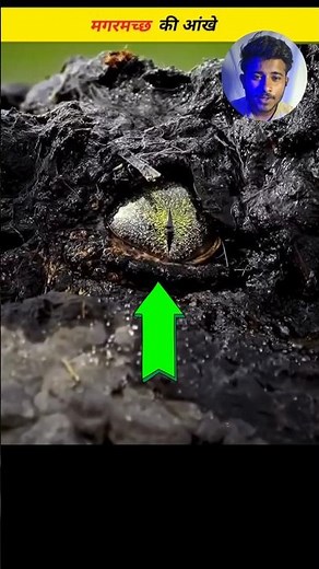 "Crocodile Eyes 😳 Nature’s Night Vision Hunters | Secret of Reptile Vision 🐊 | Wildlife Documentary"