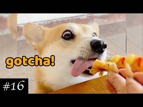 Best Corgi 🐶💜 Compilation | Funny Corgi Dogs & Puppies | 2021 Try Not To Laugh | Baby Corgis ✅