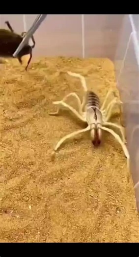 A spider makes a sudden move toward a cockroach on the ground. Quick turns, sharp pauses, and instinctive reactions define this brief wildlife moment. No graphic content—just natural awareness and survival behavior in action.#SpiderVsCockroach #WildlifeReelsUSA #ViralShorts #NatureInstincts #AnimalEncounters