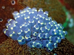 Tunicate ~ Everything You Need to Know with Photos | Videos