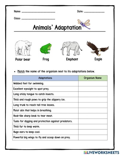 Animals Adaptations