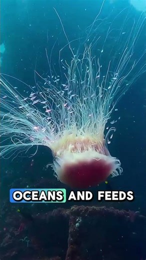 The Largest Jellyfish in the World 😱 #jellyfish #largestanimal #largest #oceanlife #ocean