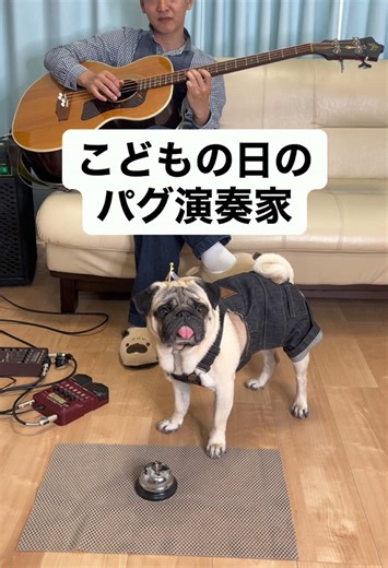 こいのぼりを吹っ飛ばすパグ演奏家むぎ #パグ #pug #こどもの日 #パグのいる生活 #パグしか勝たん