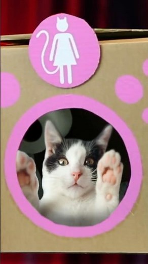 Cardboard Cat Toilet | DIY Crafts on Box Yourself