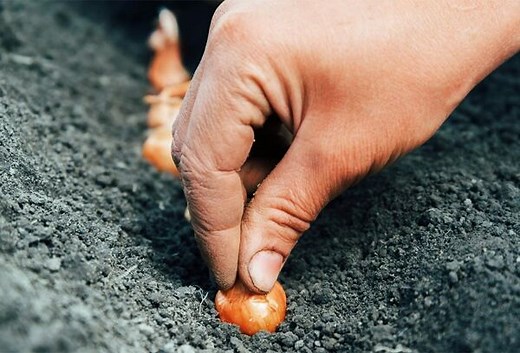 Planter les échalotes - Gamm vert