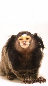 Meet MacKensie, the black tufted-eared marmoset. This primate is often spotted throughout Brazilian cities like Rio de Janeiro, though it is not native to these developed areas. Their presence in busy cities is the result of gradual introductions due to marmosets like MacKensie being kept as pets. While they have adapted well to developed areas and disturbed forests, these small primates are most at home in lush primary forests where they can live high up in the treetops, just below the canopy. 