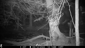 Just moose-ing around the forest. 🫎 🌲 Although moose are not widely distributed in New York, sightings of these impressive animals are becoming more common, especially in northeastern New York. With fall on its way, we want to remind you that moose become more active & frequently cross roadways. While your first moose sighting is something you will never forget, it is important to remember that these normally secretive animals that avoid humans can be unpredictable & potentially dangerous. A c