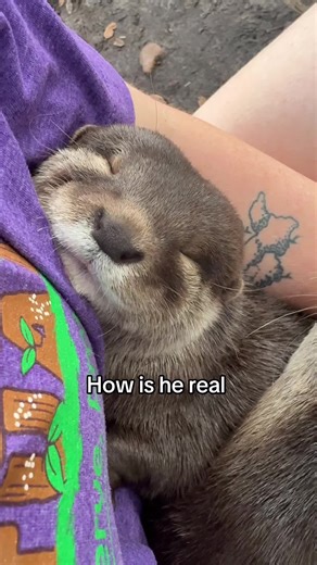 Otterly Adorable Moments That Will Melt Your Heart