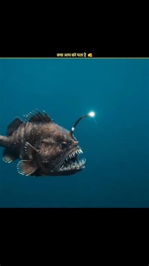 दुनिया की तीन सबसे खतरनाक मछलिया। #factinhindi #facts #shorts
