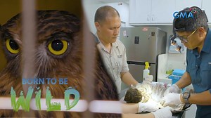 15K views · 124 reactions | Samahan si Doc Nielsen Donato bisitahin ang rescued birds na nasa pangangalaga ng isang foundation sa Davao City. Panoorin ang video. | GMA Public Affairs | Facebook