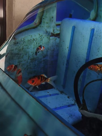 #carfishtank #fishinbluecar #carwithfish #fishcar | Fish Tank