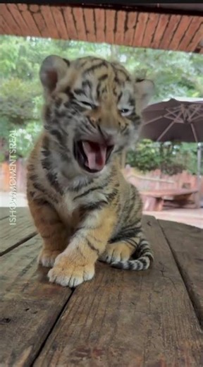 🐯10 Mind-Blowing Tiger Facts You Didn’t Know 🔥
