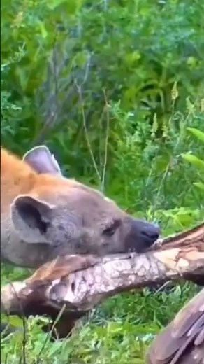 食料がある場所には、ハイエナなどの肉食動物が集まる。 #animals #wildlife #deer #捕食シーン #leopard #lion #猟虫 #nature #hyena