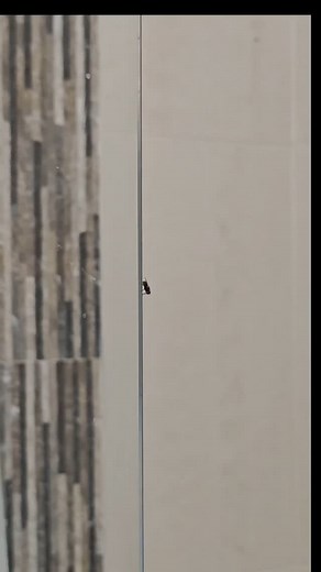 @microzoom.guys | What do flies look like under the microscope? #undermicroscope #microscope #flies #fyp #reels | Instagram