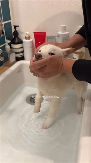 ぽんずとヒナとおもちの日記 on Instagram: "初めてのお風呂🛀 スッキリしました😀"