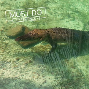 🐊 Adventure awaits where nature comes alive! Discover why the St. Augustine Alligator Farm Zoological Park is the ultimate family adventure! 🐊 🦥 From sloth encounters to zip-lining by crocodiles, animal lovers are sure to have a wild time. 🌿 Which animal are you excited to see at the park? #StAugustineAlligatorFarm #FloridasHistoricCoast #MustDoExperience #StAugustine | St. Augustine, Florida