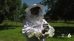 Increase of bee attacks in South Texas indicates the importance of "bee-ing" safe
