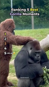 Ranking 5 Best Gorilla Moments