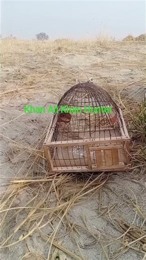 Bird Sound // Bird sound for hunting // #duckcalling #relxing #birdsounds