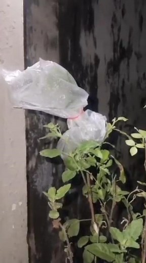 Simple Science Activity Of Transpiration In Plants| Science Activity 🌿🍁🍃🍂