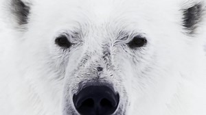 WWF : Fight For Your World - Culture Pub