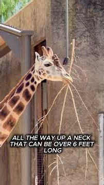 Did You Know Giraffes Can Do THIS?! 😱🦒 #shorts #animalstory #emotionalstory #animalshorts