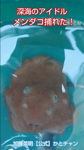 深海のアイドル捕れた！メンダコ Japanese flapjack octopus, Exsuperoteuthis depressa 加藤英明【公式】かとチャン