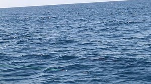 2.5K views · 30 reactions | How good do marlin look in slow motion as they jump. No wonder there so popualr with anglers around the world! #almcglashan #goboldly #compleatangler #slomo #marlins #black #jump #builtforthewild #catchandrelease #seewhatsoutthere #seeaustralia @shimano.fish @costaaustralia @halcotackle @mitsubishiaust @mercurymarine_aust @clubmarine_insurance #sportfishing #filmmaker #transtyletrailers #sufix #vmc#fishnwithmates | Al McGlashan | Facebook