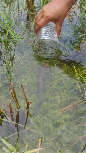 New fish catching idea by bottle trap it is in river ! #fish #fishinglife #fishing #reels | Alaska Fishing