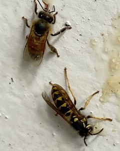 The European wasp Vespula germanica is native to Europe, North Africa and temperate Asia. Australian records show that the European wasp first reached Tasmania in 1959, where it soon became well established. However, it was not until 1977 that the European wasp was first recorded on the mainland in Melbourne. Research has shown that the spread of the European wasp has been greatly aided through hitching rides on human transportation. So the European wasp probably arrived by boat or plane! At pre