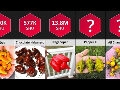 Pepper Comparison - Hottest Peppers In The World | Spiciest Peppers Ranked By Scoville Heat Units