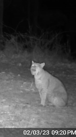 Understanding the Strange Sounds of Bobcats