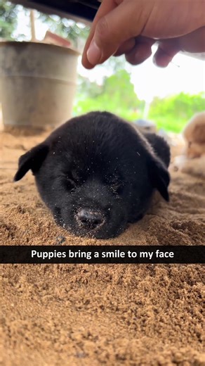 Cute Puppies Making Us Smile