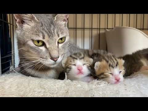 【子猫の性別】子猫の協力を経て性別の見分け方です