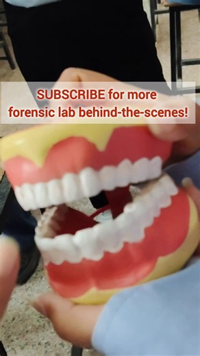 POV: Learning how to link a suspect to a crime scene using Forensic Odontology.🔍💀 #shorts #forensic