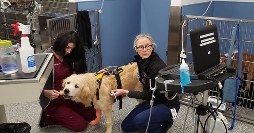 New specialty hospital in Toronto offers human-like health care for your pets