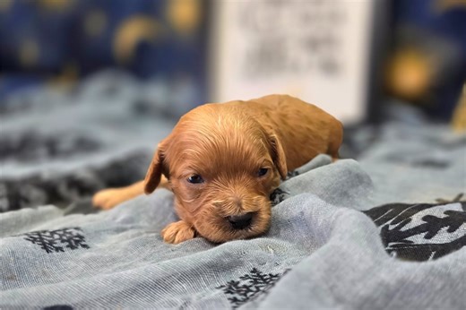Pudding - Cavapoo Puppy FD008A