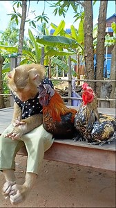 Baby Monkey SokYaa Playing With Chickens Farm Life So Funny | Sokya Video