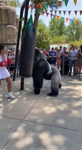 Gorilla Joins Boxer: Hilarious Punch-off in the Zoo! #BoxingFun #GorillaPower #ZooLife