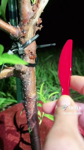 Gummosis on our 🍑Peach Tree. This os a repost. Our tree made a full recovery using this Method to tteat it 🌱 #Gummosis #PeachTree #Trees #GrowFood #Fyp #Natural